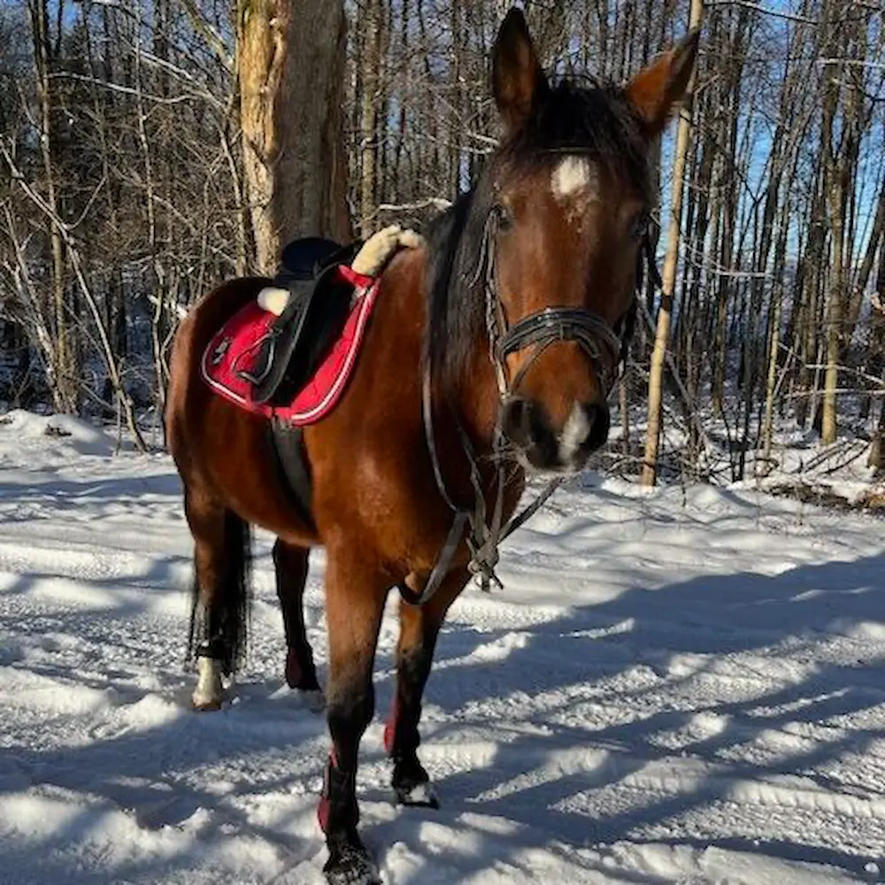 Nero - Therapiepferd